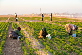 برداشت زعفران در نیشابور