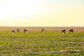 برداشت زعفران در نیشابور
