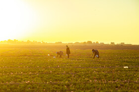 برداشت زعفران در نیشابور