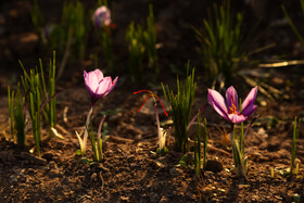 کاهش ۱۰۰ درصدی صادرات زعفران ایران نسبت به سال گذشته