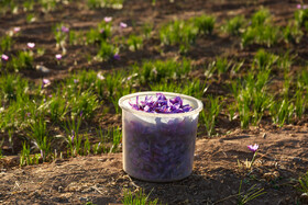 برداشت زعفران در نیشابور