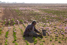 برداشت زعفران در نیشابور
