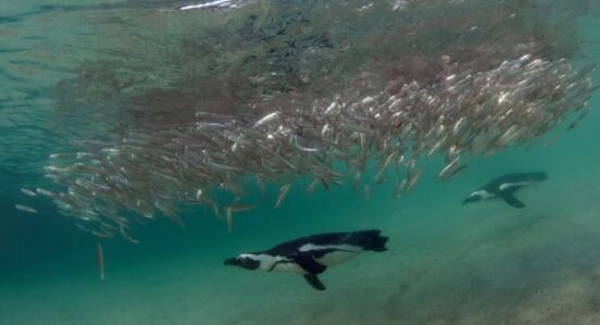 ناپدید شدن ساردین‌ها و تلف شدن هزاران پنگوئن آفریقایی از گرسنگی