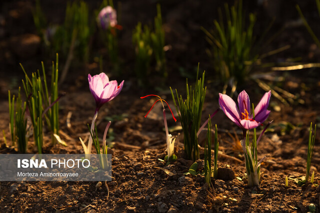 کاهش ۱۰۰ درصدی صادرات زعفران ایران نسبت به سال گذشته