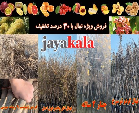 آغاز تخفیفات ۳۰ درصدی نهال پسته، گردو و میوه تا نیمه آذر