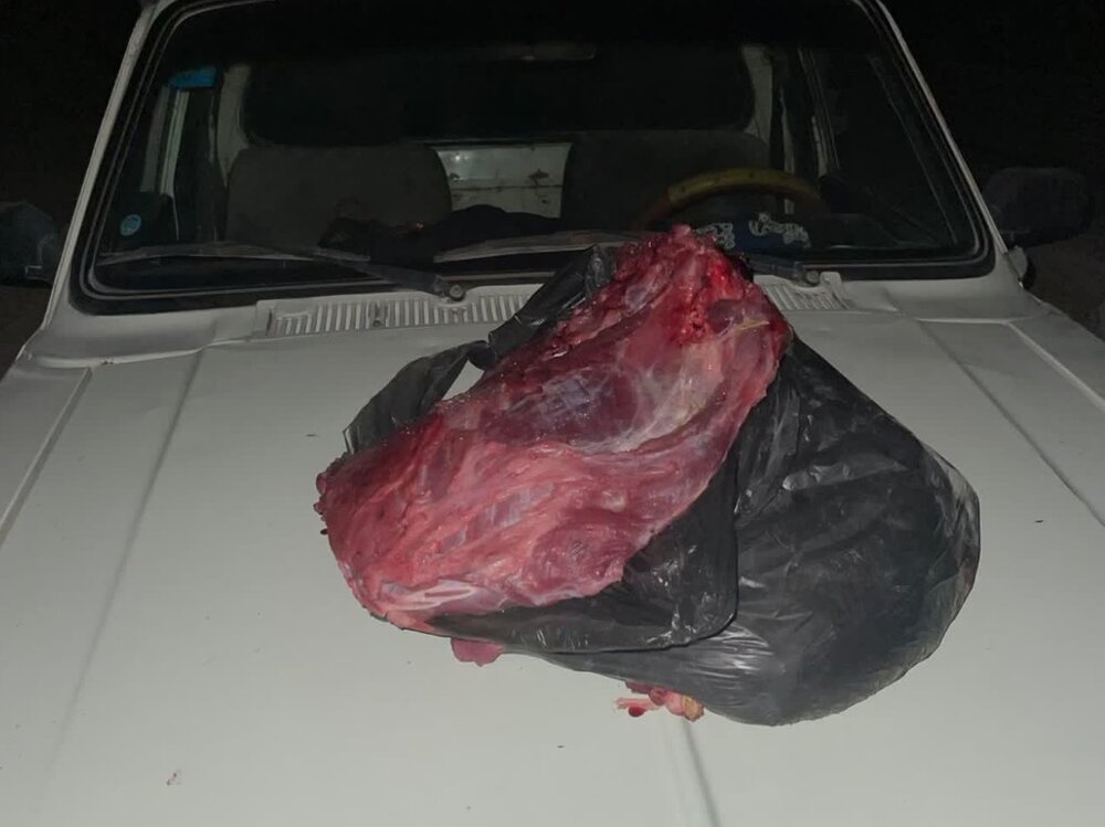 شکارچی گراز در کازرون دستگیر شد