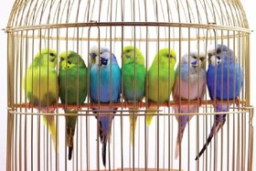 آلودگی کلامیدیا، زنگ خطری برای صاحبان پرندگان زینتی