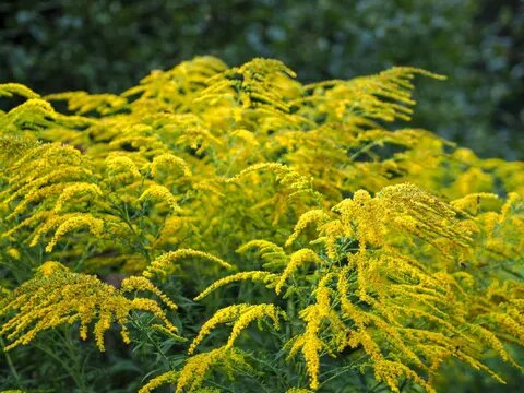 درختها چطور با هم صحبت میکنند؟