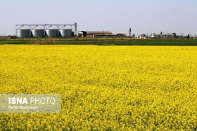 فعالیت ۸۰ تشکل و تعاونی کشاورزی در البرز