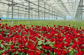 گل رز را به قیمت پارسال بخرید/ ملابابازاده، مدیرعامل انجمن ملی گل:افزایش قیمت خاصی نداشتیم