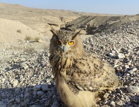 امضای تفاهم‌نامه برای جلوگیری از آلودگی خاک در سمنان/رهاسازی یک بهله شاه‌بوف در دامغان