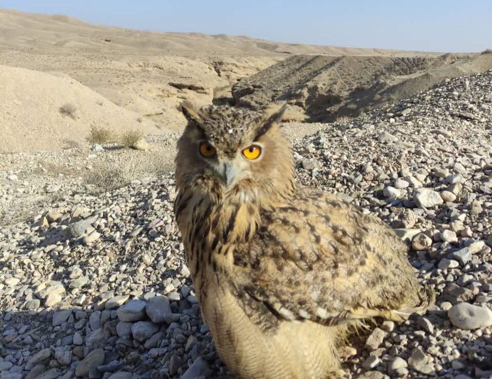 امضای تفاهم‌نامه برای جلوگیری از آلودگی خاک/ رهاسازی یک بهله شاه‌بوف در طبیعت دامغان