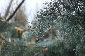 «باران و برف، نوای تازه‌ای در هوای همدان نواختند»