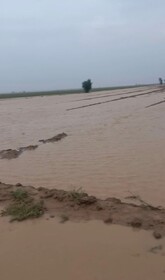 خسارت گسترده سیلاب به مزارع کشاورزی دهلران