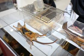 دومین روز نمایشگاه پژوهش و فناوری - مشهد