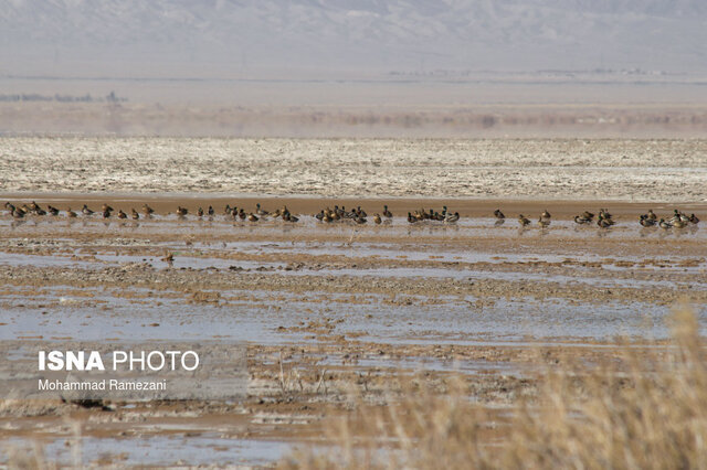 هشدار محیطزیست خراسان جنوبی درباره تشدید گرد و غبار با کاهش آب تالابها