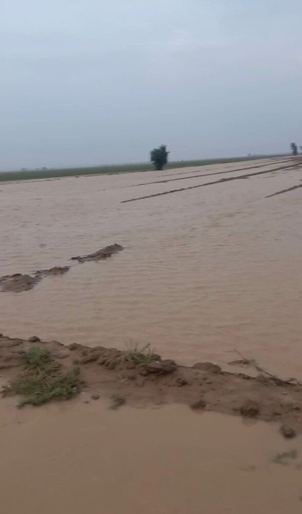 خسارت گسترده سیلاب به مزارع کشاورزی دهلران