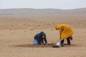 پویش کاشت نهال با عنوان "در سایه مادر"