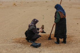 پویش کاشت نهال با عنوان "در سایه مادر"