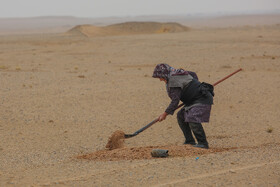 پویش کاشت نهال با عنوان "در سایه مادر"