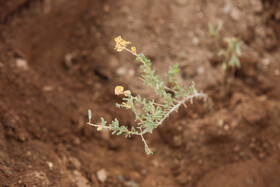 پویش کاشت نهال با عنوان "در سایه مادر"
