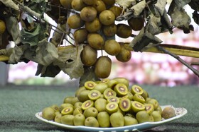 با مصرف «کیوی» خواب آرام‌تری داشته باشید