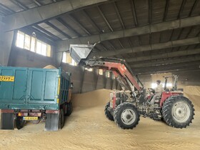 گشایش ارزی ۱.۷ میلیون دلاری برای نهاده‌های دامی/آغاز ورود نهاده‌ها به استان مرکزی