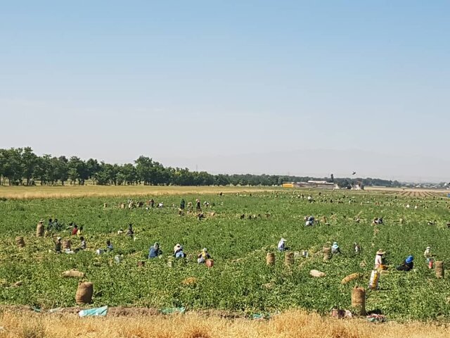 برداشت ۲۵۰ تُن نخود سبز از مزارع شهرستان سرباز