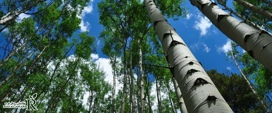 نحوه پرورش نهال صنوبر پربازده بدون آفات و دردسر اضافه