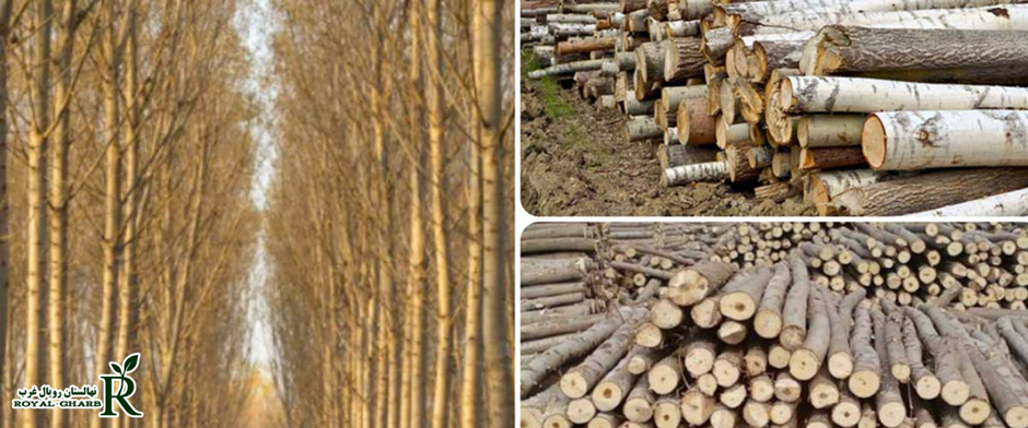 نحوه پرورش نهال صنوبر پربازده بدون آفات و دردسر اضافه