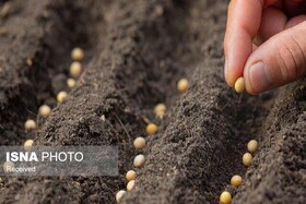 تولید بیش از ۲۵۰۰ تن بذور غلات در قم طی سال زراعی جاری