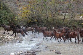 سفید پوش شدن کوهها و پرآب شدن سد در سوادکوه