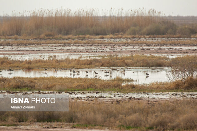 تامین حق‌آبه برای تالاب یا گرد و غبار برای شهر؟