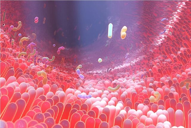 ماده مغذی رایجی که رودههای ما را به کارخانههای شیمیایی مبارزه با دیابت تبدیل میکند ماده مغذی رایجی که رودههای ما را به کارخانههای شیمیایی مبارزه با دیابت تبدیل میکند