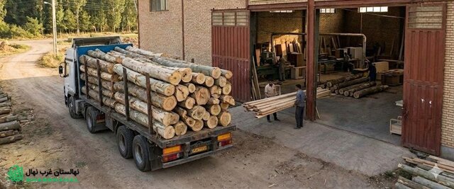 نحوه پرورش نهال صنوبر پربازده بدون آفات و دردسر اضافه