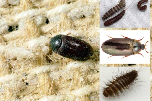 سوسک فرش چیست و از کجا میاد