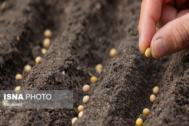 تولید بیش از ۲۵۰۰ تن بذور غلات در سال زراعی جاری