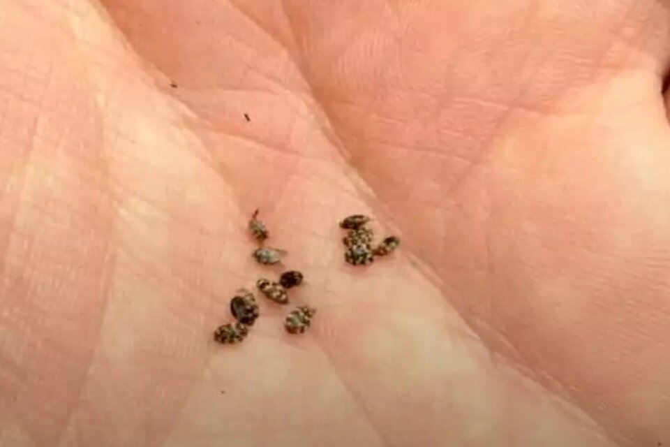 سوسک فرش چیست و از کجا میاد