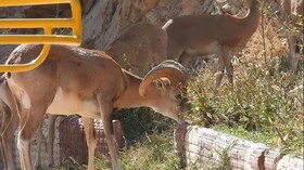 خشکسالی‌ کل و قوچ‌های تپال را به معابر شهری کشاند/ مردم نذر طبیعت کنند + ویدئو