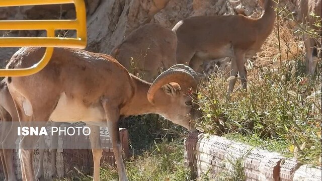 خشکسالی‌ کل و قوچ‌های تپال را به معابر شهری کشاند/ مردم نذر طبیعت کنند + ویدئو