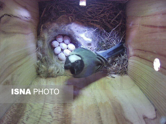 «مینا» پرندهای مهاجم؛ تهدیدی برای پرندگان بومی مشهد