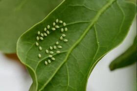 یک پژوهشگر: اقدامات زمستانه برای باغات به کاهش آفات سال آینده کمک می‌کند