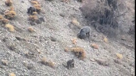 مشاهده خانواده خرس قهوه‌ای در دنا + ویدئو