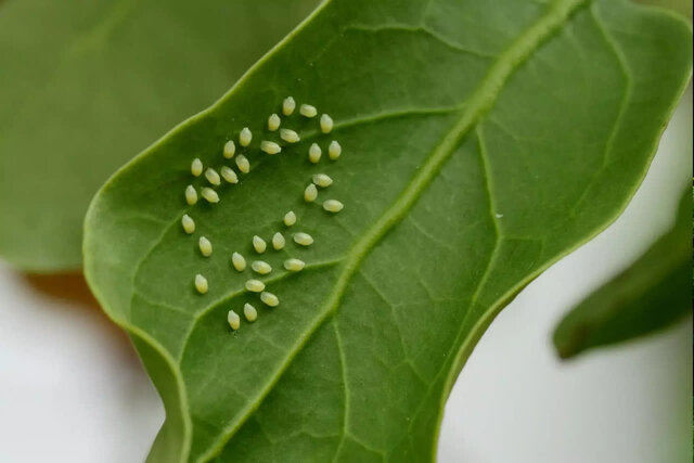 یک پژوهشگر: اقدامات زمستانه برای باغات به کاهش آفات سال آینده کمک می‌کند