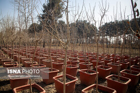 برنامه کاشت یک میلیارد درخت، پاسخ ایران به اجماع جهانی مقابله با تغییر اقلیم