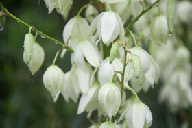 بارش‌های شدید و رگباری باران پاییزی در کیش