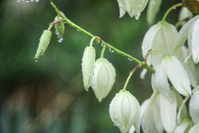 احتمال آغاز بارش‌ها در زنجان از هفته آینده