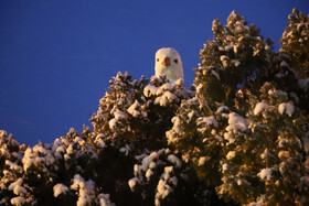 بارش برف پاییزی در شهرستان اهر