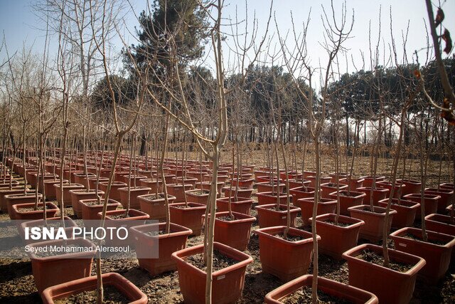 برنامه کاشت یک میلیارد درخت، پاسخ ایران به اجماع جهانی مقابله با تغییر اقلیم