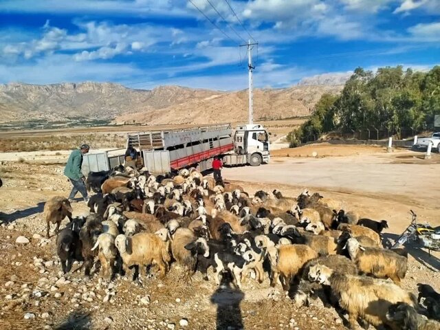 ورود قاطع دادستان کازرون به موضوع دام غیر مجاز در تالاب پریشان